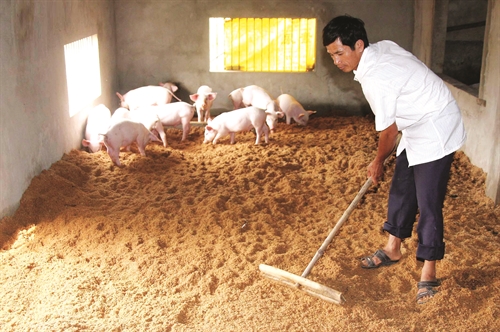 Làm đệm lót sinh học trong chăn nuôi - Ứng dụng công nghệ vi sinh trong nông nghiệp