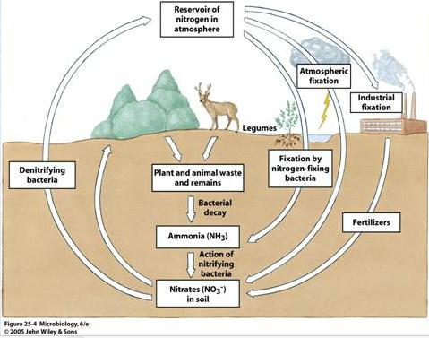 Sơ đồ chuyển hóa Nitơ trong đất