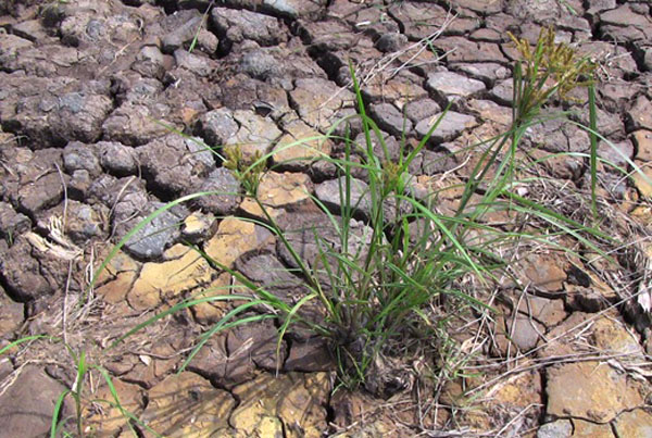 Thực trạng pH đất ở việt nam và giải pháp khắc phục