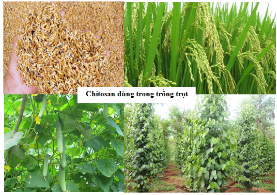 Ứng dụng kháng sâu bệnh trong nông nghiệp - Chitosan và các ứng dụng của chitosan