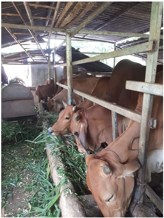 Khá lên nhờ nuôi bò sinh sản và trồng rừng  Báo điện tử Bình Định