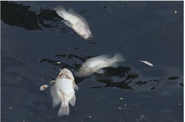Cá rô phi nhiễm khí độc nổi đầu và chết ở ao Vĩnh Cửu - Đồng Nai
