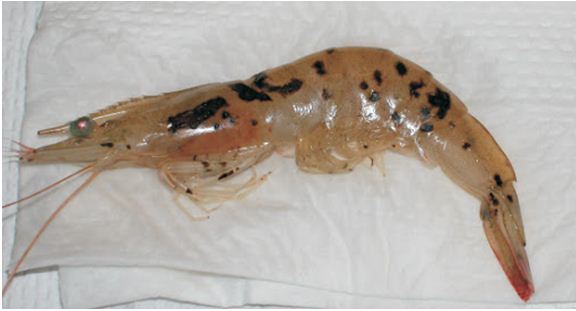 Bệnh Taura trên tôm thẻ chân trắng - 1 trong 5 bệnh nguy hiểm trên tôm