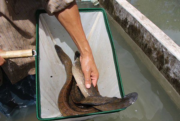 Thực hiện dự án Ứng dụng quy trình sản xuất giống cá chạch lấu theo quy mô  nông hộ  Báo An Giang Online
