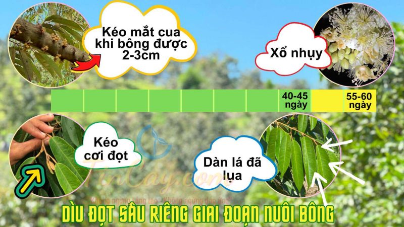 Dìu đọt sầu riêng giai đoạn nuôi bông